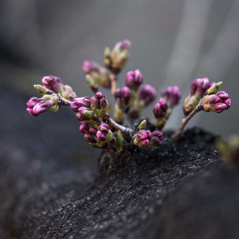 Lilla blomster på klippe